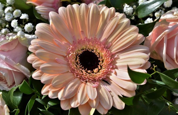 цветок гербер