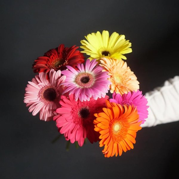 гербера аквабокс