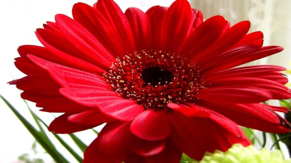 цветы красного цвета