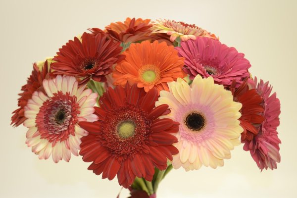 букет гербер