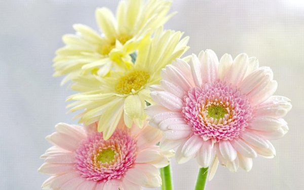 цветок гербер