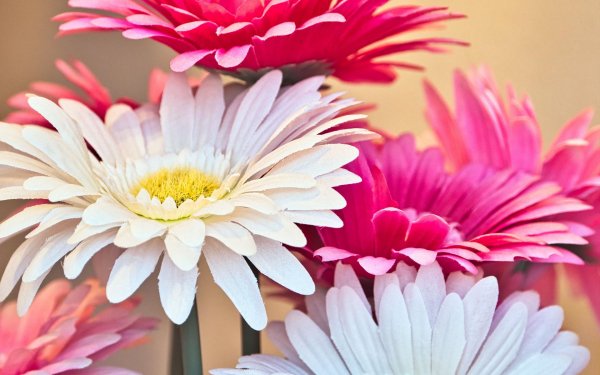 герберы обои