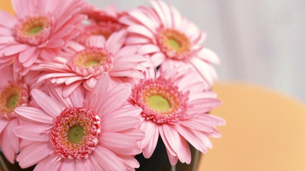 цветок гербер