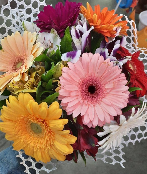 гербера мариатта