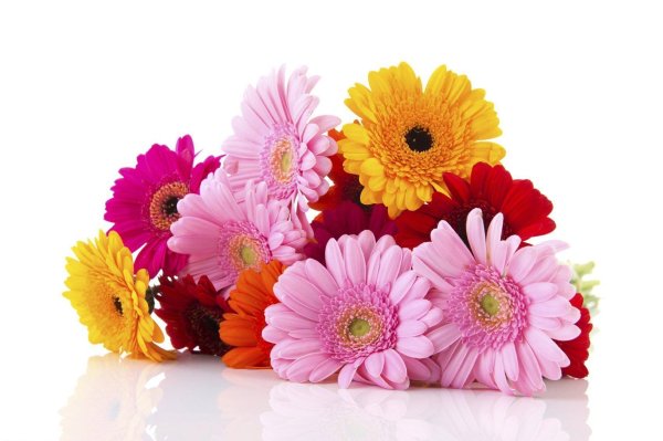 С цветами герберы