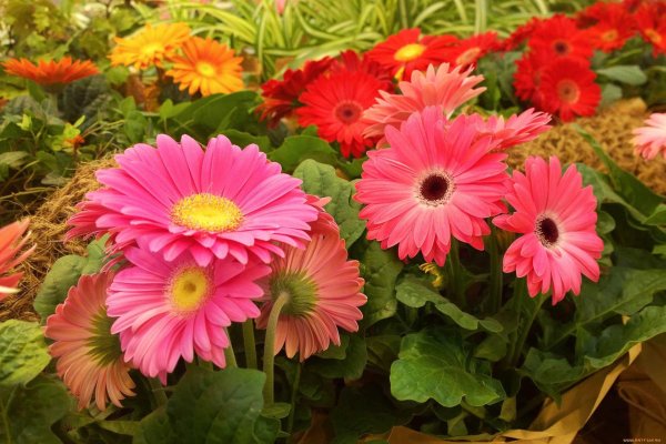 красивые герберы