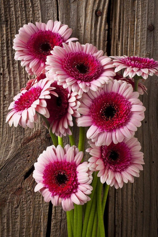 gerbera daisies