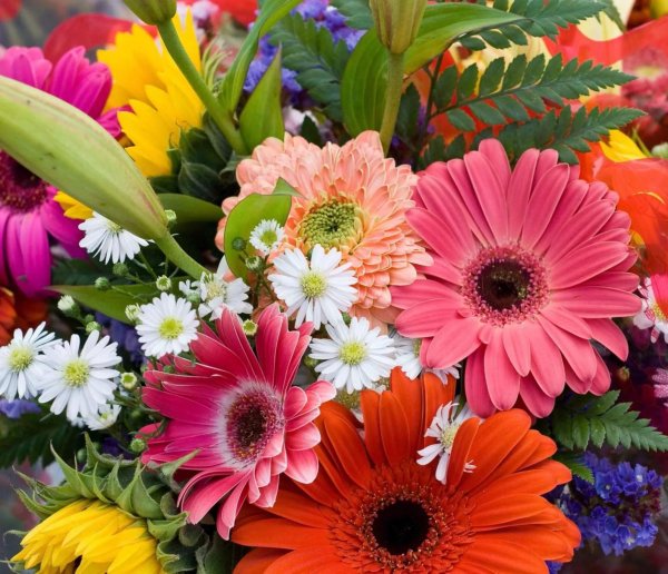 яркие цветы