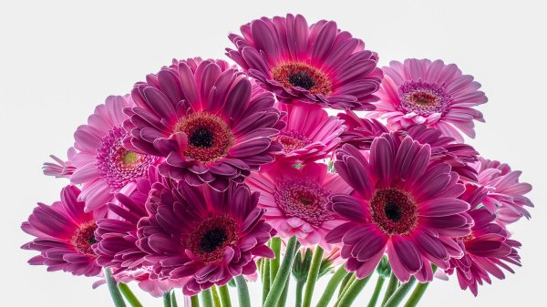 цветок гербер