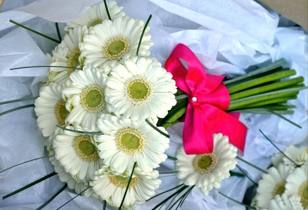 белые герберы