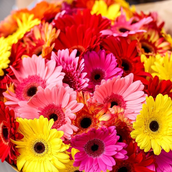 охапка гербер