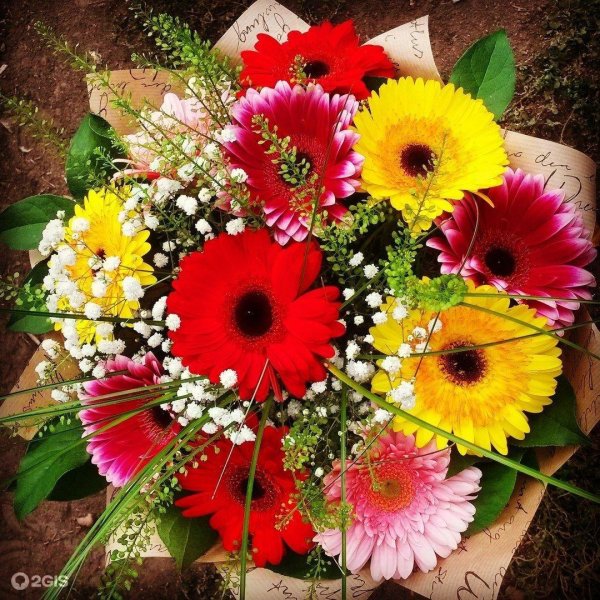 герберы цветы