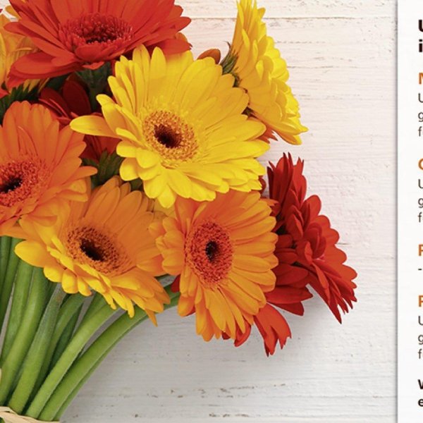 поле оранжевых гербер