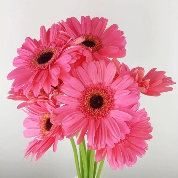 гербера абиссинская