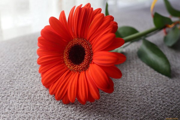 цветок гербер