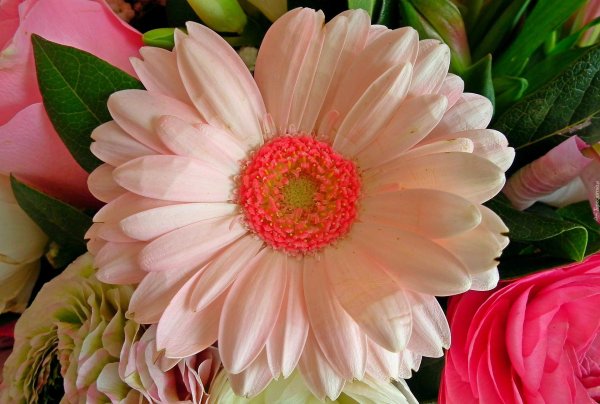 цветок гербер