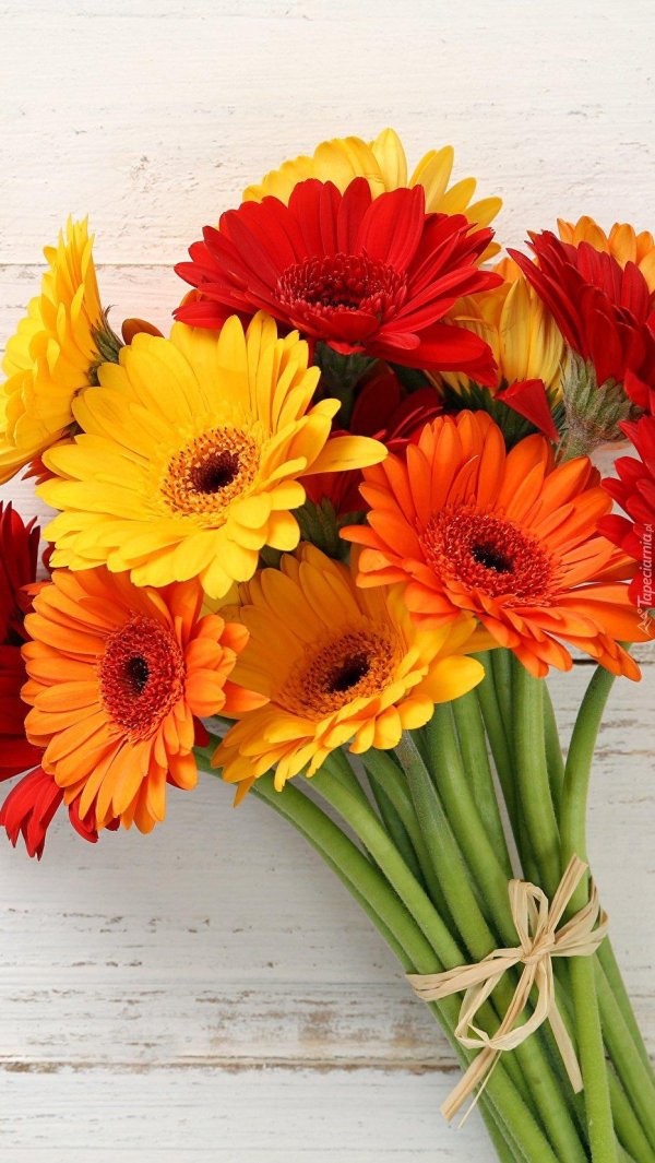 гербера цветок