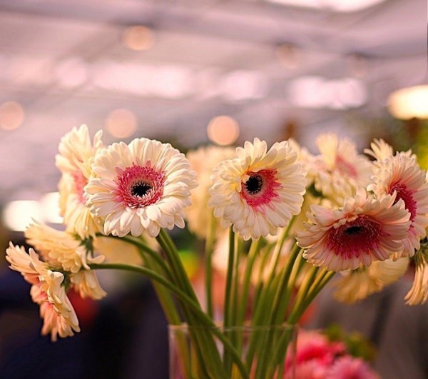 цветок гербер