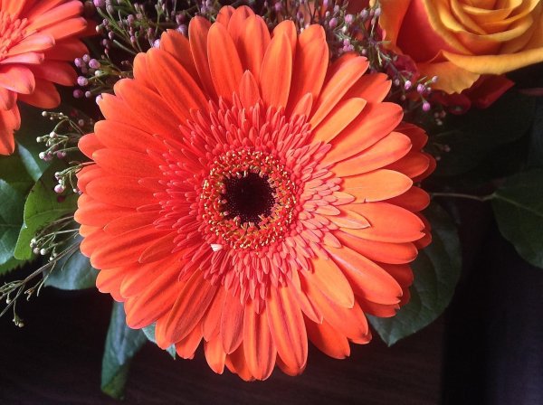 астровые герберы