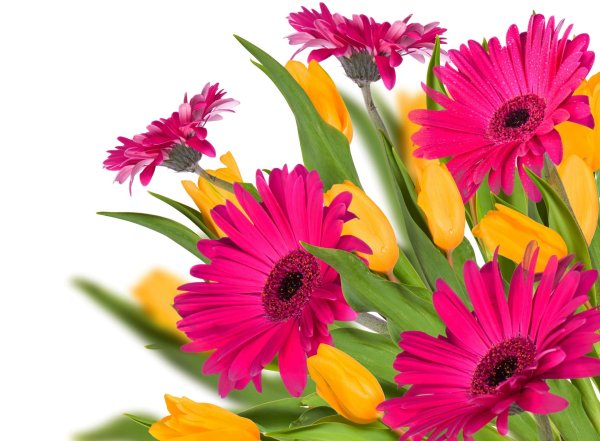 цветок гербер