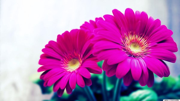 гербера садовая