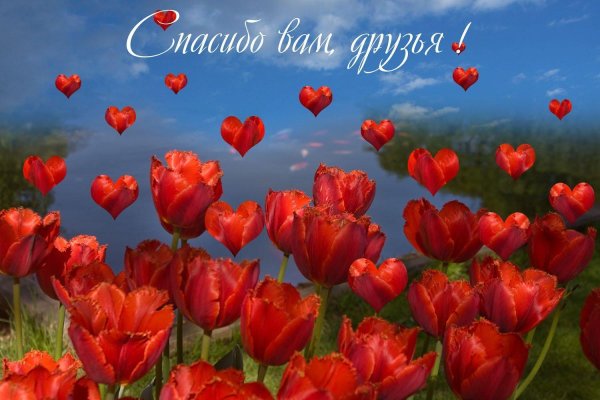 красный тюльпан