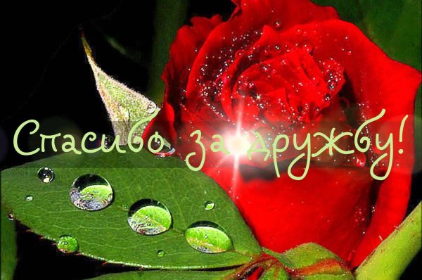 благодарю за дружбу