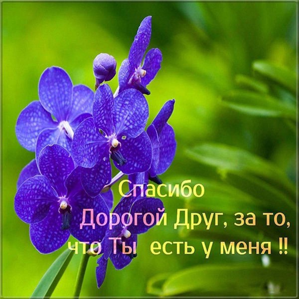 орхидея ванда синяя