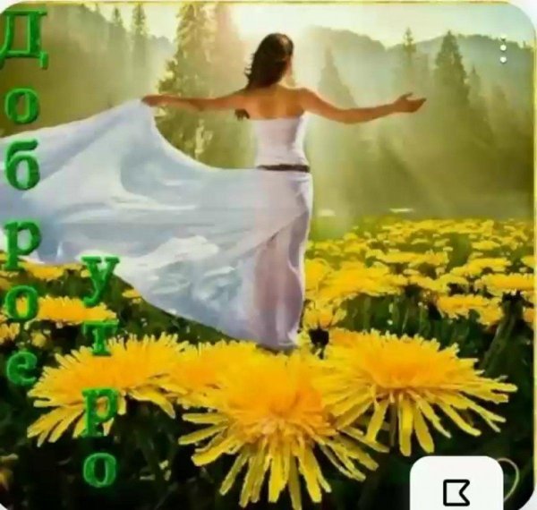 поле одуванчиков