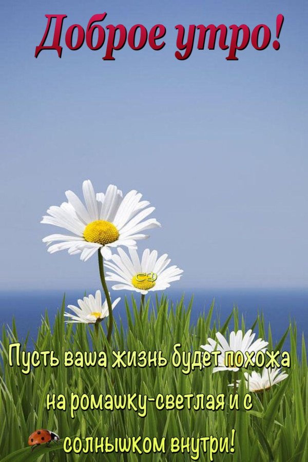 ромашка цветки