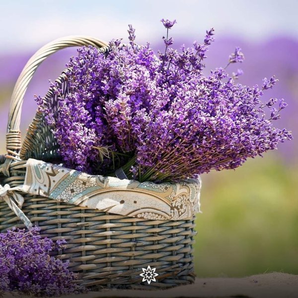 прованс лаванда