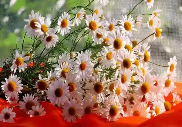 добрые пожелания