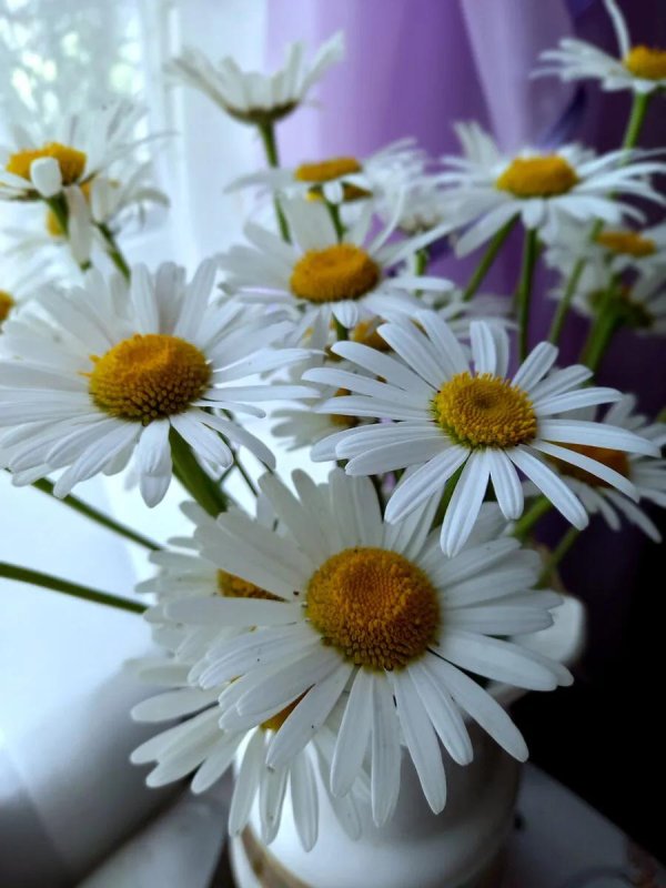 букет полевых ромашек