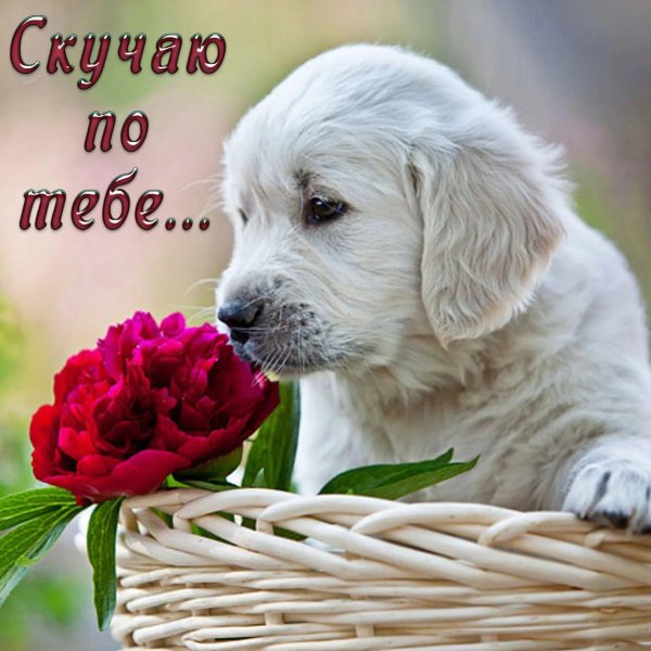 щенки ретривера