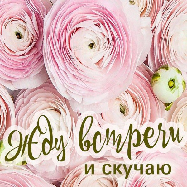 ранункулюс розовый