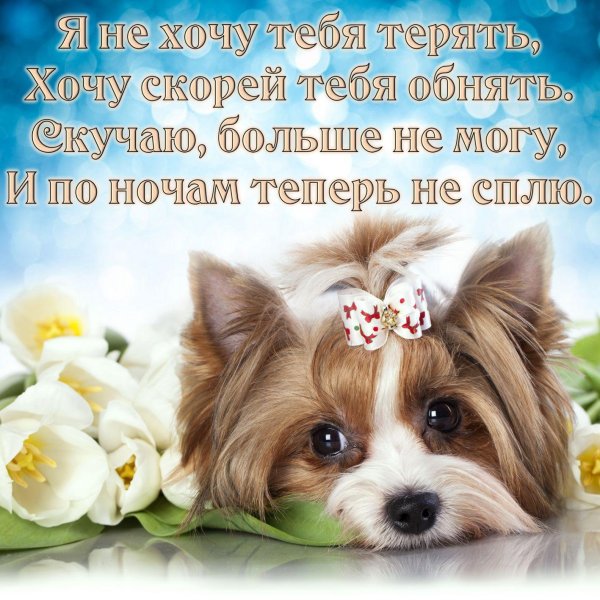 биверйоркширский терьер