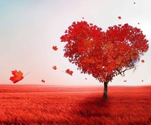дерево сердце