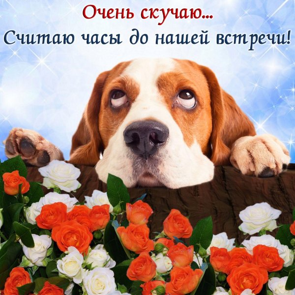 собака выглядывает