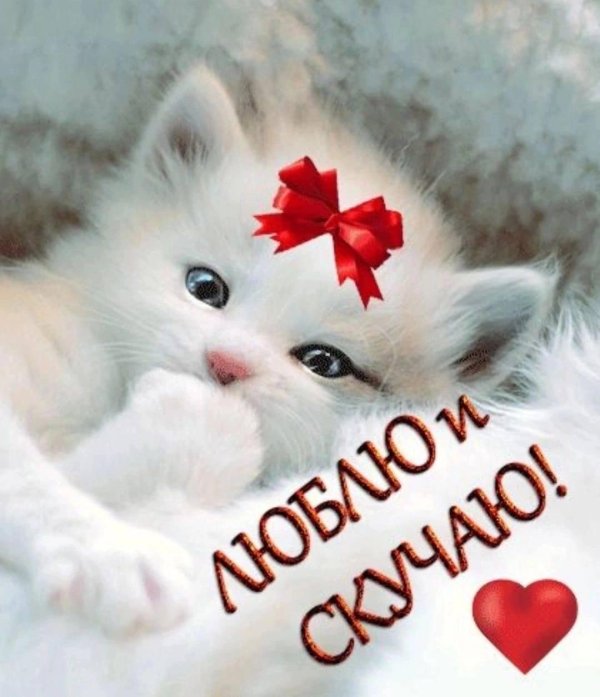 любимому котенку открытки