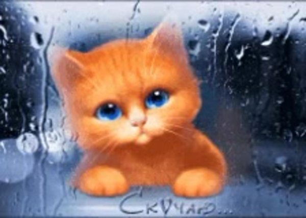 котенок грустный