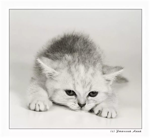 британская серебристая шиншилла