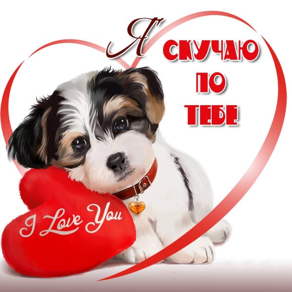 собачка милая