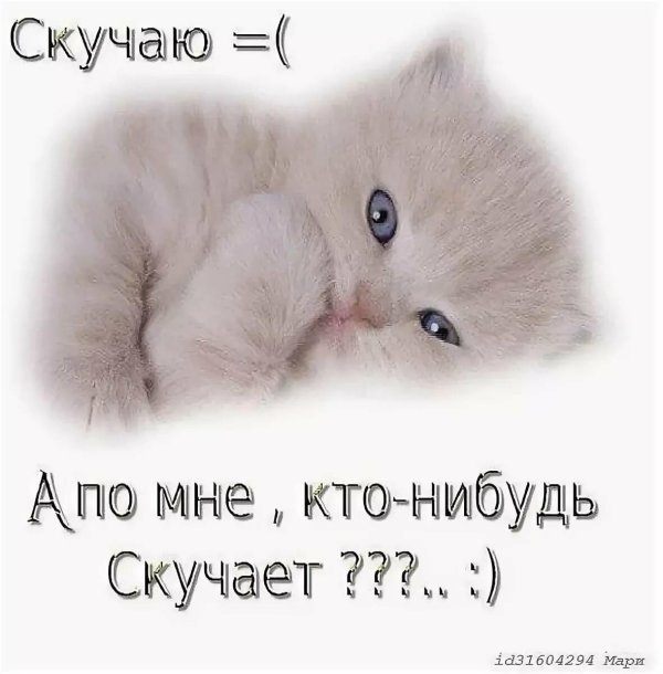 котик скучает