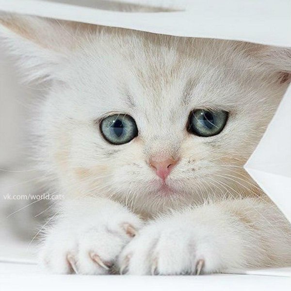 котики милые