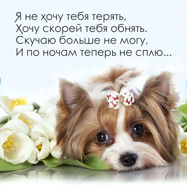 биверйоркширский терьер