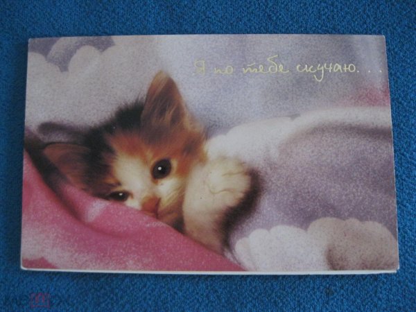 очаровательные котята