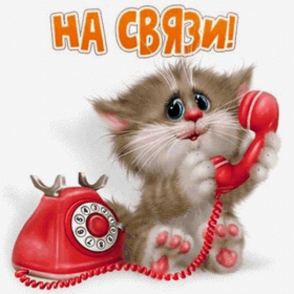 коты алексея долотова