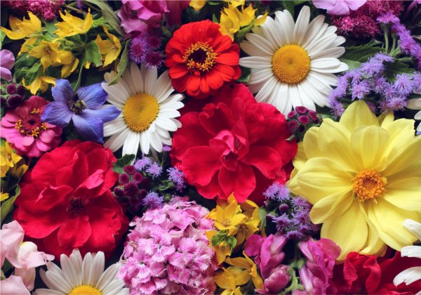 виды цветов