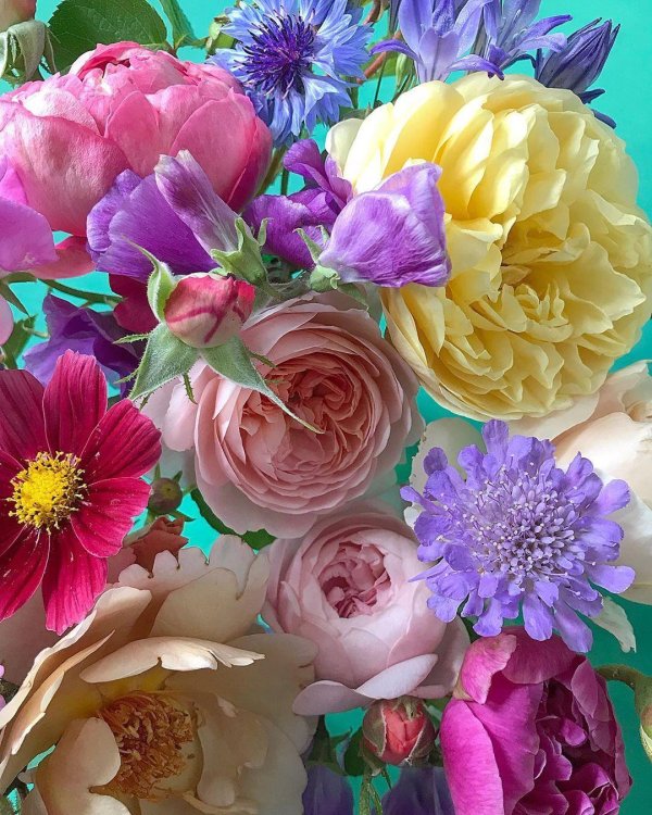 красочные цветы