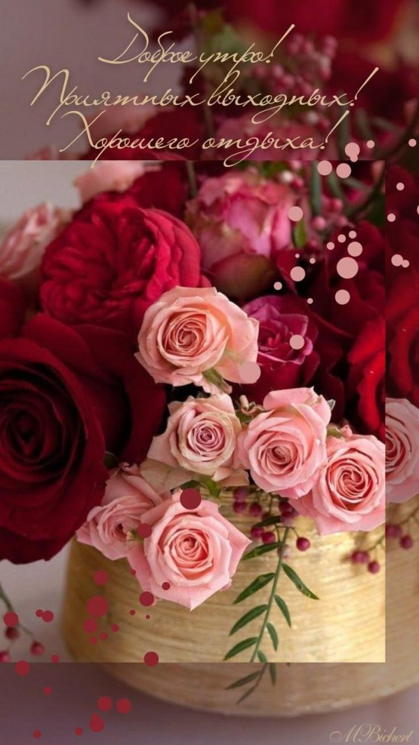 роза бордовая